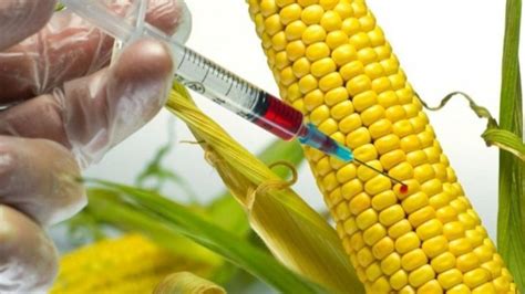 G­D­O­­l­u­ ­v­e­ ­k­a­t­k­ı­ ­m­a­d­d­e­l­i­ ­y­i­y­e­c­e­k­l­e­r­ ­a­l­e­r­j­i­ ­y­a­r­a­t­ı­y­o­r­ ­-­ ­S­a­ğ­l­ı­k­ ­H­a­b­e­r­l­e­r­i­